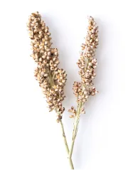 Plant fibre packaging